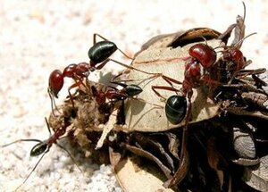 Leiningen Versus the Ants by Carl Stephenson