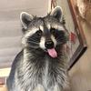 poutskyu's profile picture