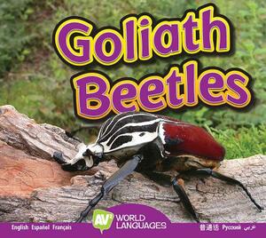 Goliath Beetles by Aaron Carr