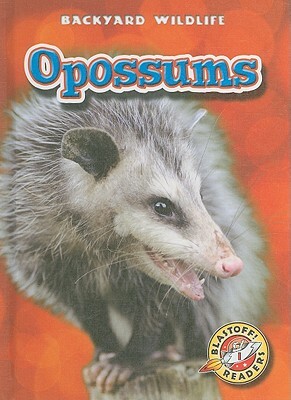 Opossums by Emily Green