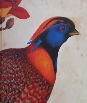 Birds: The Art of Ornithology by Jonathan Elphick