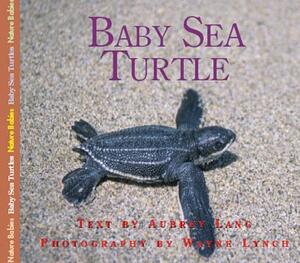 Baby Sea Turtle by Aubrey Lang