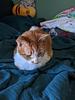 catfriend's profile picture
