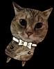 ninjatato's profile picture