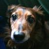 wolfytheblack's profile picture