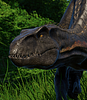 storm_raptor's profile picture