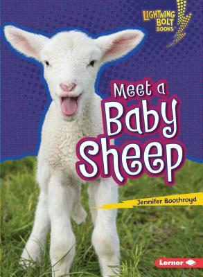 Meet a Baby Sheep by Jennifer Boothroyd