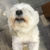 rachie_17's profile picture