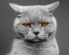 kittycity's profile picture