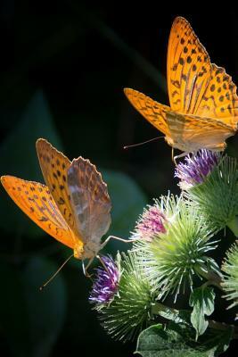 Silver Bordered Fritillaries: The Silver-Bordered Fritillary Gets Its Name from Its Very Distinctive Light-Colored Border. by Planners and Journals