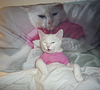 antiantialias's profile picture
