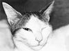 hemislibrary's profile picture