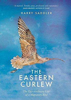 Eastern Curlew by Harry Saddler, Harry Saddler