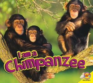 Chimpanzee by Aaron Carr