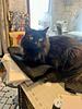 quiltcat13's profile picture