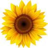 sunflower29's profile picture