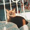 apoostrophe's profile picture