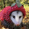 strawberrypossum's profile picture