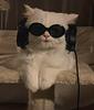 stonercat's profile picture