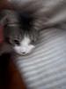 prettycoolrat's profile picture
