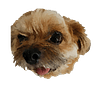 myelinmuser's profile picture