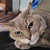 cats_read_books's profile picture