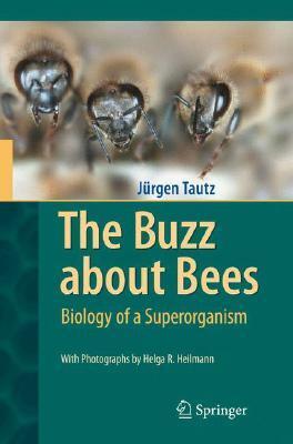 The Buzz about Bees: Biology of a Superorganism by Jürgen Tautz, David C. Sandeman, Helga R. Heilmann