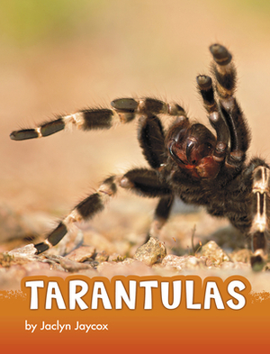 Tarantulas by Jaclyn Jaycox