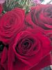marci_purcell's profile picture