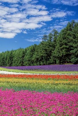Flower Field: A Field of Beautiful Flowers. by Planners and Journals