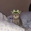 ashlynmcgrath's profile picture