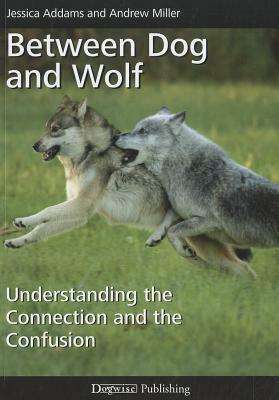 Between Dog and Wolf: Understanding the Connection and the Confusion by Jessica Addams, Andrew Miller