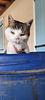 ylva_chasingbutterflies's profile picture