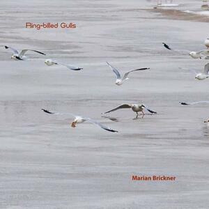 Ring-Billed Gulls by Marian Brickner