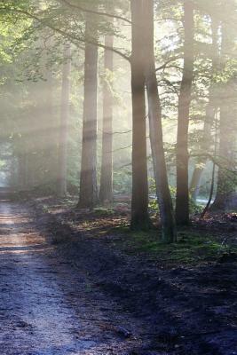 Sunlit Road: A Dirt Road or Track Is a Type of Unpaved Road Made from the Native Material of the Land Surface Through Which It Pass by Planners and Journals