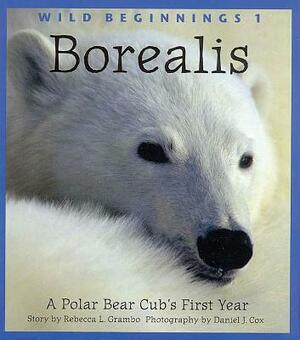 Borealis: A Polar Bear Cub's First Year by Rebecca Grambo