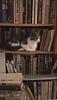milou_vholland's profile picture