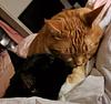 books_cats_crochet's profile picture