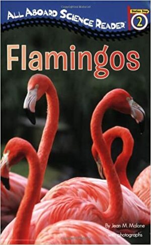 Flamingos by Jean M. Malone