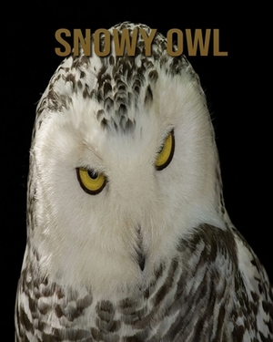 Snowy owl: Amazing Photos of Animals in Nature About Snowy owl by Alicia Henry
