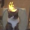 kat_unu's profile picture