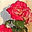 perednia's profile picture