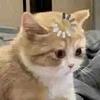 battonys's profile picture