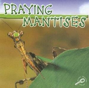 Praying Mantises by Jason Cooper