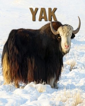 Yak: Amazing Photos of Animals in Nature About Yak by Alicia Henry