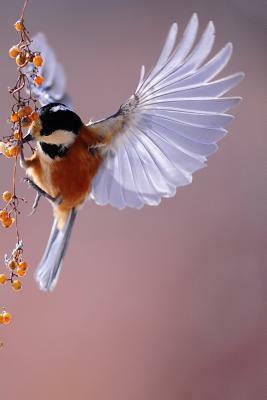 MMM Berry Nice Lunch: Birds Just Love Berries. by Planners and Journals