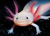 nikodemus's profile picture