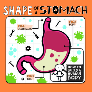 Shape of a Stomach by Kirsty Holmes