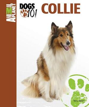 Collie by Terry Albert