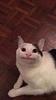testingmywilltolive's profile picture